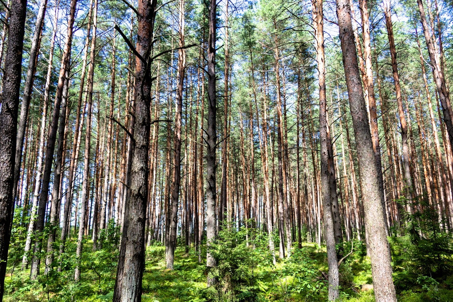 Promoviendo el valor ambiental de los bosques locales